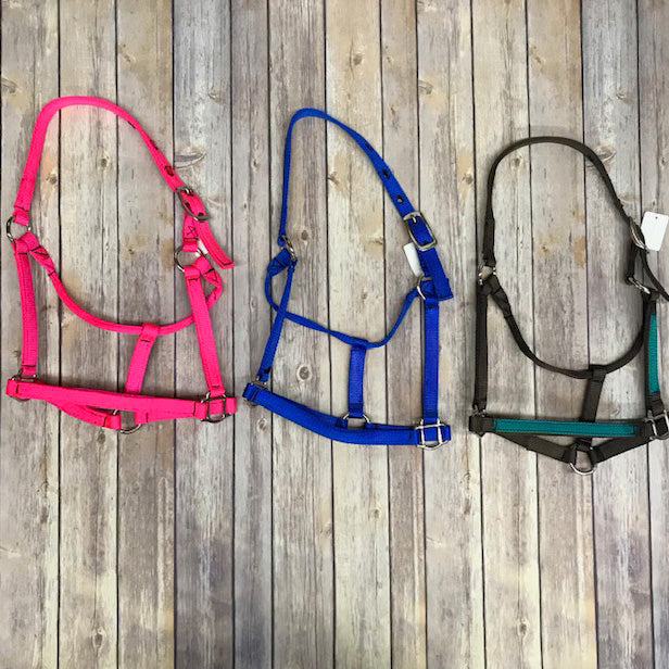 Halter Trendy Yearling - Euro-horse western riding supplies